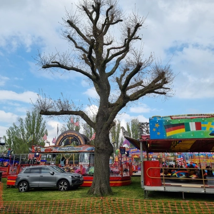Fairground rides setup around the base of this mature oak tree, causing soil compaction at Mountsfield Park